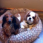 dogs
