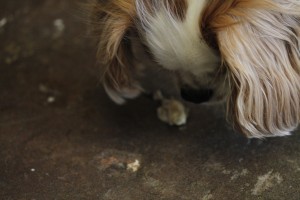 Nyoki not eating an oyster