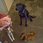Pack Wants Grassfed Beef! Pack Wants Grassfed Beef!