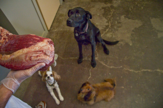 Pack Wants Grassfed Beef! Pack Wants Grassfed Beef!