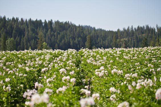 Olsen-Farms-Trip-(18)