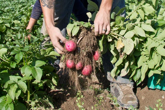 Olsen-Farms-Trip-(6)